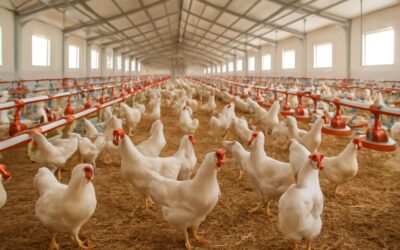Master the basics: chicken farming requirements for beginners